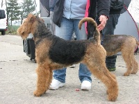 Étalon Airedale Terrier - CH. Celtic rose de Aireniemeyer