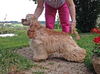 Étalon American Cocker Spaniel - CH. Forman's Intime conviction