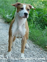 Étalon American Staffordshire Terrier - French Challenger Lempicka sweet
