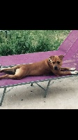 Étalon American Staffordshire Terrier - Jaika Just Love Of Warriors Rr