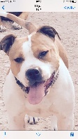 Étalon American Staffordshire Terrier - Havana Just Love Of Warriors Rr