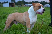 Étalon American Staffordshire Terrier - I am the prince Gloss Diamond's