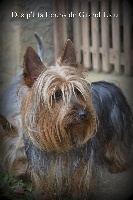 Étalon Australian Silky Terrier - Iova Des P'tits Loups De Grand Lieu