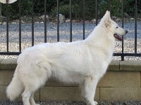 Étalon Berger Blanc Suisse - Hermès Du mas de la fresnay