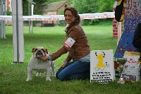 Étalon Bulldog Anglais - Impressive Bull Lambo at exclusive bull