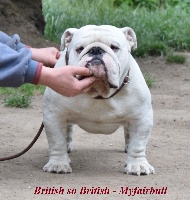 Étalon Bulldog Anglais - my star King cotton at myfairbull