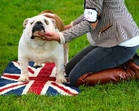 Étalon Bulldog Anglais - CH. shipshape Beyond suspicion ocobo