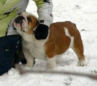 Étalon Bulldog Anglais - Varga's bull quenn
