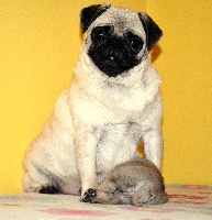 Étalon Carlin - Paloma di castello