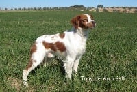 Étalon Epagneul Breton - TR. CH. Heman De Benalmar