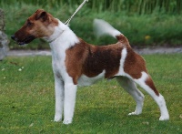 Étalon Fox Terrier Poil lisse - Belfox Original