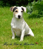 Étalon Jack Russell Terrier - Hop du bois de Morchène