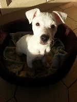 Étalon Jack Russell Terrier - L'ange Du bois de riancey