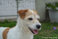 Étalon Jack Russell Terrier - Elfy des Hauts-Marizys
