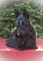 Étalon Scottish Terrier - Inattendu beauté rebelle de la Terre des Mac Philivan's