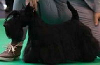 Étalon Scottish Terrier - CH. Galadriel Della Roccacia di Modigliana