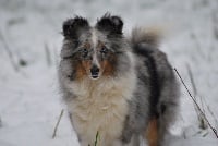 Étalon Shetland Sheepdog - Ilargi blue moon des Bordes Rouges