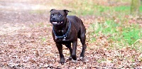 Étalon Staffordshire Bull Terrier - Dimteamdogz Jolie kyara