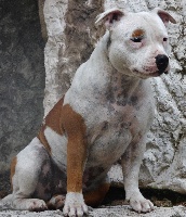 Étalon Staffordshire Bull Terrier - Jade the first white ladys Of The Kind Monsters