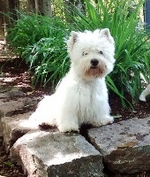 Étalon West Highland White Terrier - Jazzy girl Westies de l'Arrière-Pays