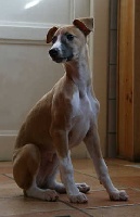 Étalon Whippet - Gianietto Of Howgate Wonder