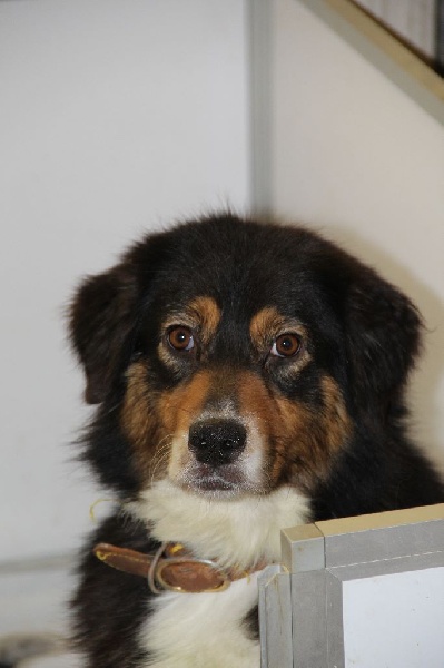 Honolulu de l'Angelarde