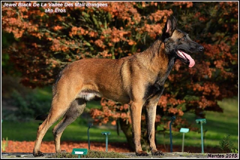 Publication : De La Vallée Des Mali Bringées 