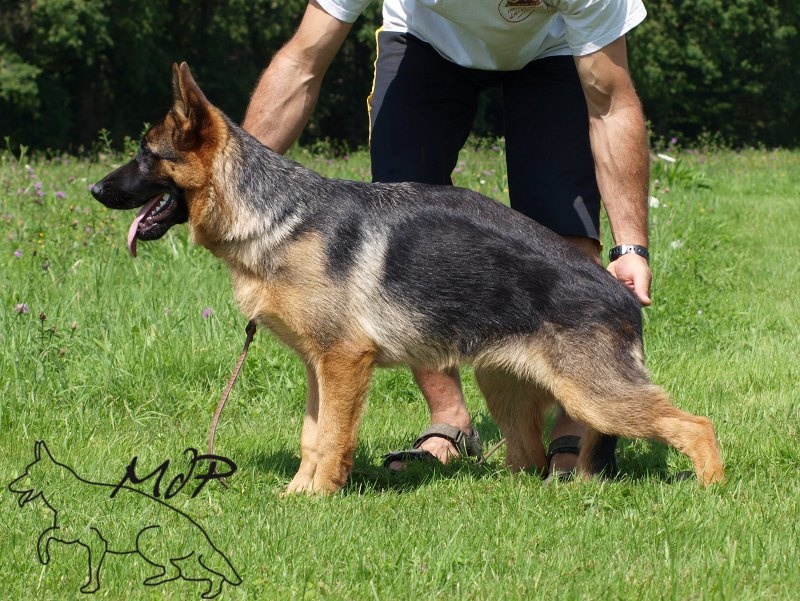 Publication : de La Maison Du Prince Auteur : domaine d'altais