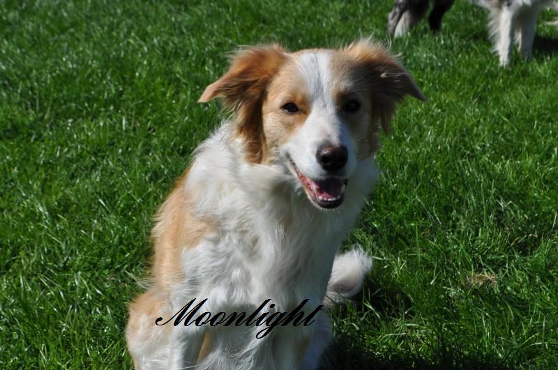 Publication : the Gold of Tiffacy