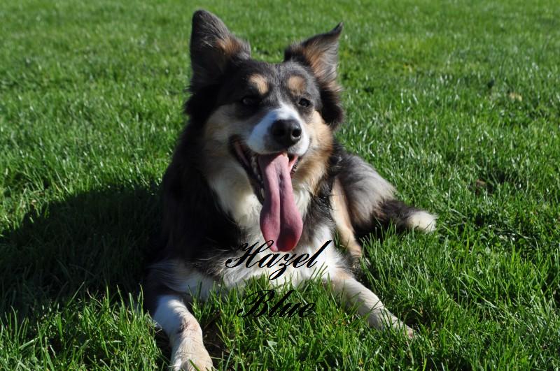 Publication : the Gold of Tiffacy Auteur : Martin sandrine