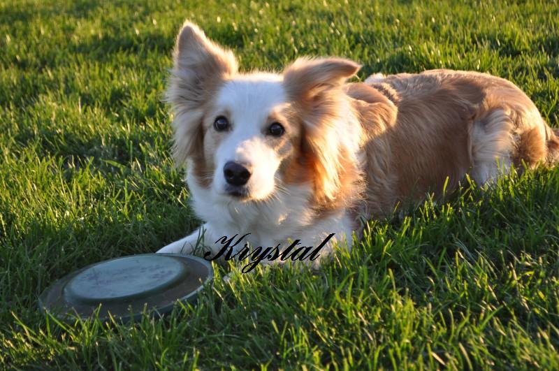 border-follies Krystal