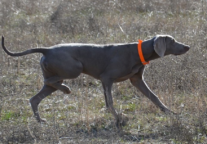 Silver cinis el Bosque de Lugh