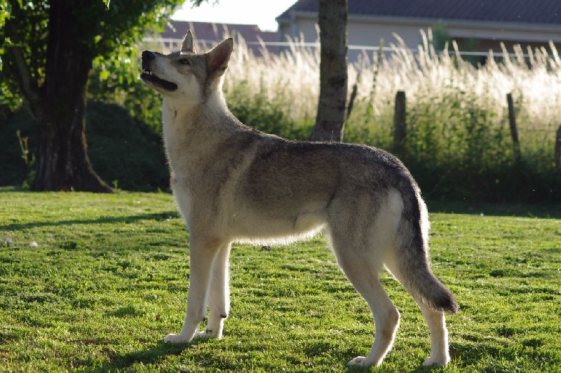 Publication : des loups de la vallée du blavet Auteur : Les Terres de Brunelia