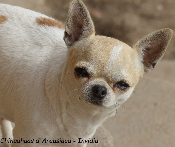 Publication : D'Arausiaca Auteur : Chihuahuas d'Arausiaca