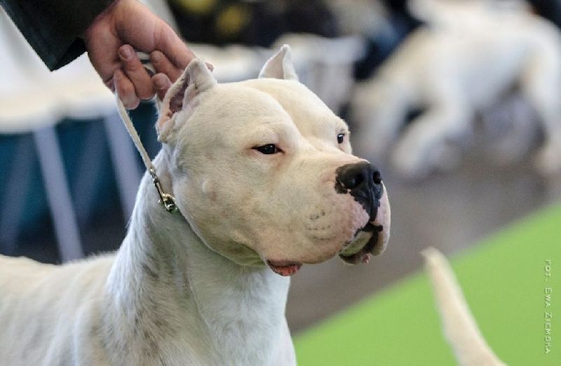 CH. Temple Bravoure blanche