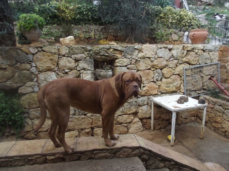 Publication : des ancêtres de stramousse