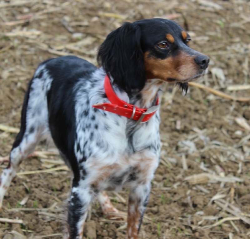 Publication : Du Royaume Des Quatre Pattes Auteur : Gaëlle ROLLAND