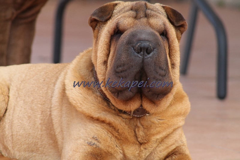 Publication : Kekapei Auteur : shar pei kekapei