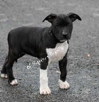 Étalon American Staffordshire Terrier - Lucrece black notorious de La Citadelle Du Sable