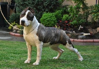 Étalon American Staffordshire Terrier - CH. crazy crys Luda for franstal