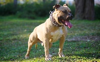 Étalon American Staffordshire Terrier - H'boyka Lion's Of King