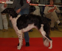 Étalon Barzoi - Izaia hermitage d'eole