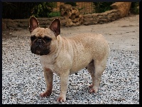 TN200_chiens-Bouledogue-francais-2149adb7-3367-07e4-b5a1-c256dcab0207.jpg