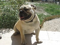 Étalon Bulldog Anglais - Happy Du Berceau De La Provence