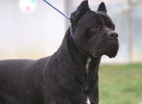 Étalon Cane Corso - Master della nevaia