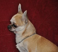 Étalon Chihuahua - CH. Driss Des pyramides de cholula