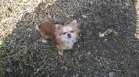Étalon Chihuahua - Gessie des Trois Colombes