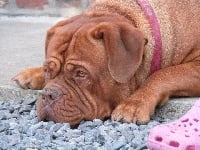 Étalon Dogue de Bordeaux - Idylle Du clos des vigilants