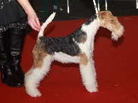 Étalon Fox Terrier Poil Dur - Isetta D'hondrecoutre