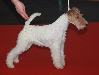 Étalon Fox Terrier Poil Dur - Lobelia D'hondrecoutre